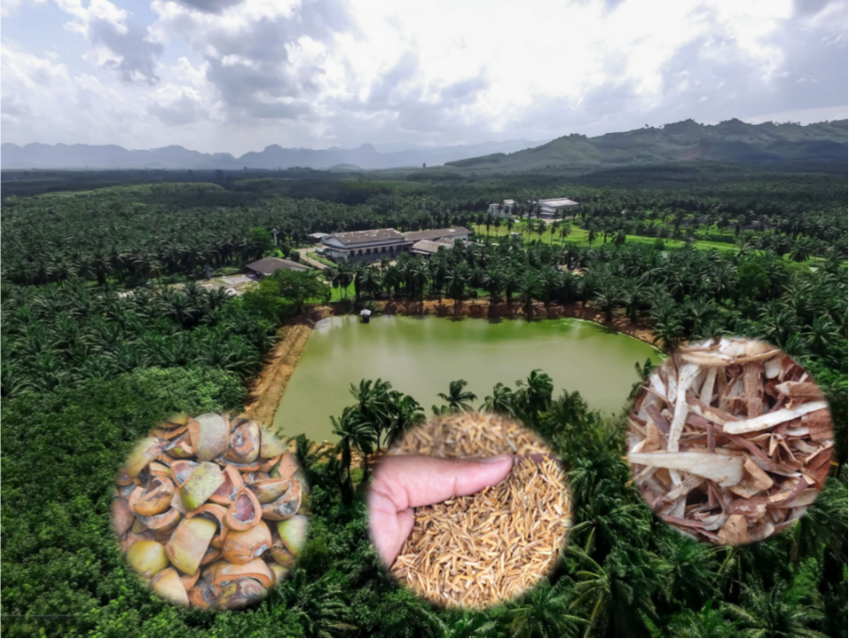 rich raw materials of organic fertilizer in South East Asia